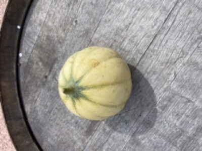 Melons du Quercy IGP
