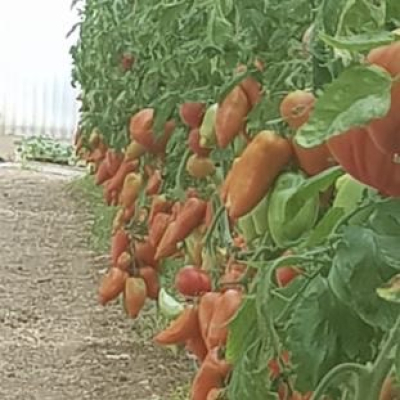 Tomates longues Cornue des Andes